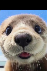 林堇