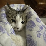 凡凡凡