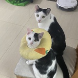 你爱吃汤圆吗