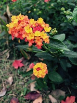 菲洛索菲亚
