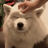 我杀胡萝卜