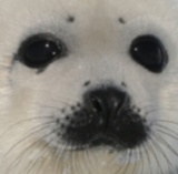 Sealman