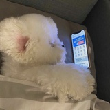 永遠虛假的熱情