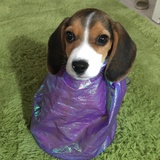渐秃的头