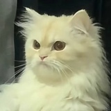 讨厌型人格