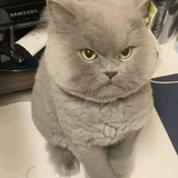 乐上