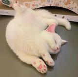 栗子甜酒提拉米苏