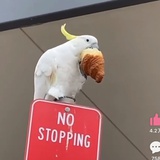 陈普普