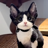 猫小邪