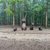 韵乘