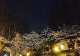 夜樱阿七