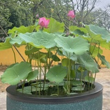 脸谱
