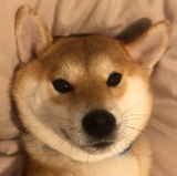 板烧鸡腿堡信徒