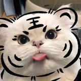 自信的波尼尼