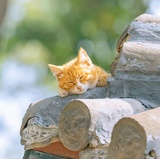 加菲猫