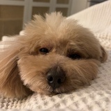 每文
