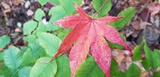 米社蜜蜂