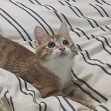 散文鱼