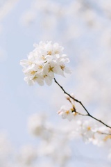 束青团