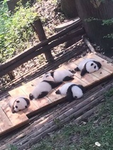 banbanban