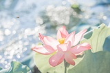 似荷