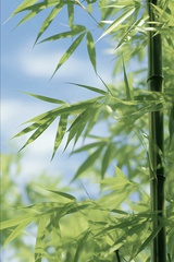 柠欲茉