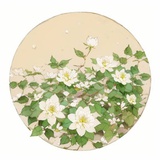 梦荼