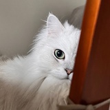 猫着笑