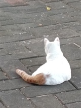 ZXY
