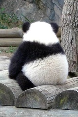 小石头