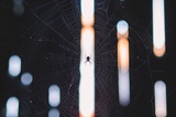 海盐与玫瑰