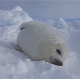 肥海豹