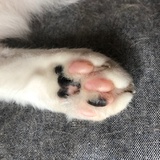 柒阿姨