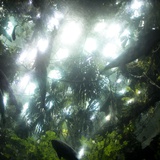 Shine