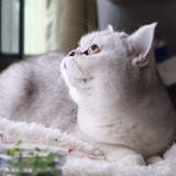 星川樱桃