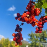 阿锋