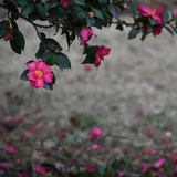 隐