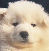 闪木