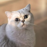 落落