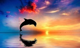 如魚