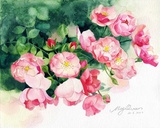 来自星星的小姐