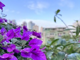胡不嘻