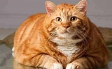 哈士奇格勒橘猫