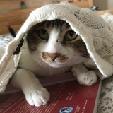 ReginaPhalange