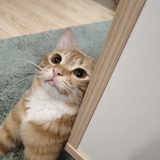 程默燃
