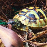 风眠