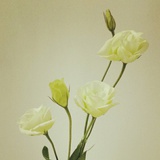 何仙菇