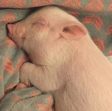 士多啤梨唔係梨