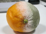 你的样子