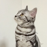 蜉蝣之羽